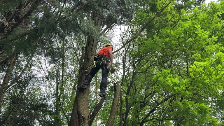 Best Hazardous Tree Removal  in Nibley, UT